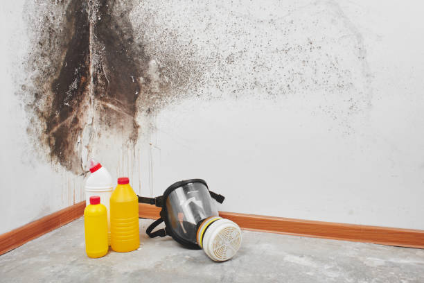 Best Mold Odor Removal Services  in Paonia, CO